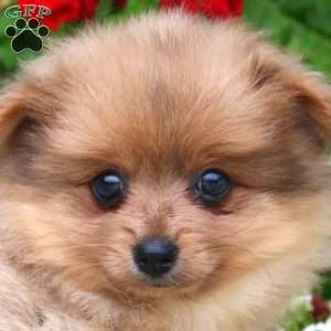 Brownie, Pomeranian Puppy