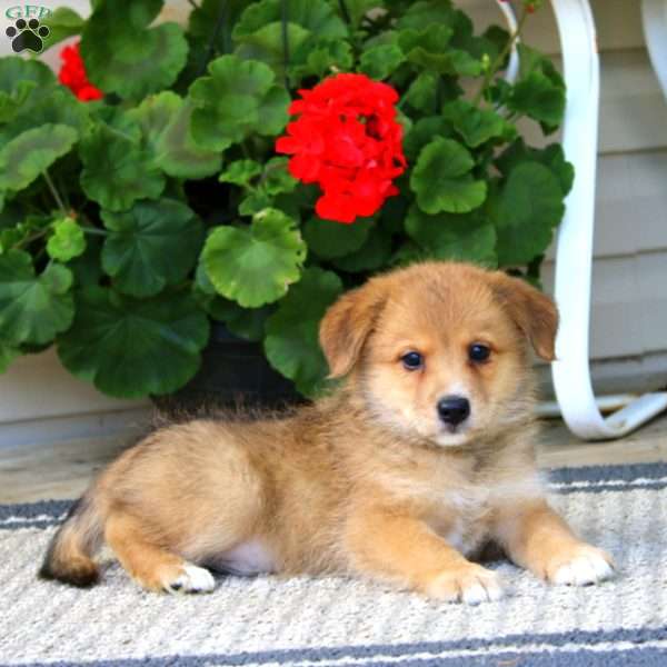 Brownie, American Eskimo Mix Puppy