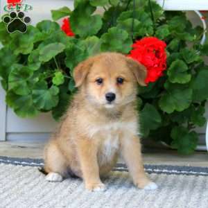 Brownie, American Eskimo Mix Puppy