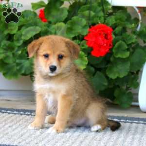 Brownie, American Eskimo Mix Puppy