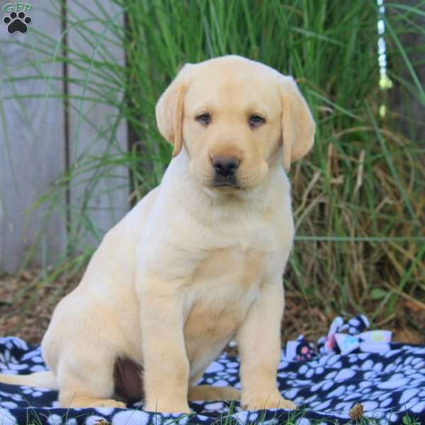 Bruce, Yellow Labrador Retriever Puppy