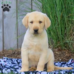 Bruce, Yellow Labrador Retriever Puppy