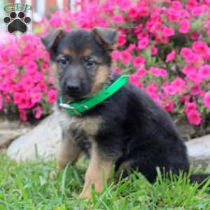 Bruce, German Shepherd Puppy
