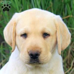 Bruce, Yellow Labrador Retriever Puppy