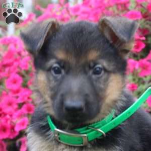 Bruce, German Shepherd Puppy