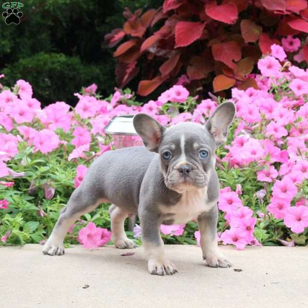 Bruiser, French Bulldog Puppy