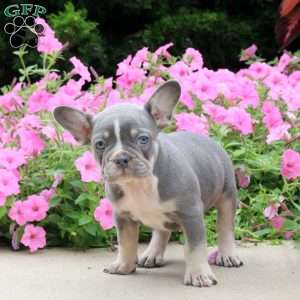 Bruiser, French Bulldog Puppy