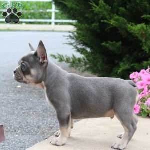 Bruiser, French Bulldog Puppy