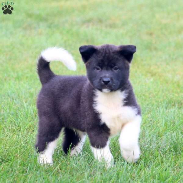 Bryce, Akita Puppy