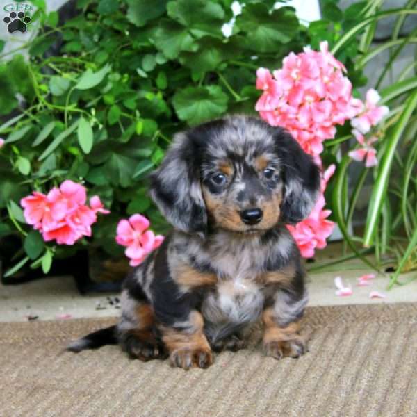 Bryce, Dachshund Puppy