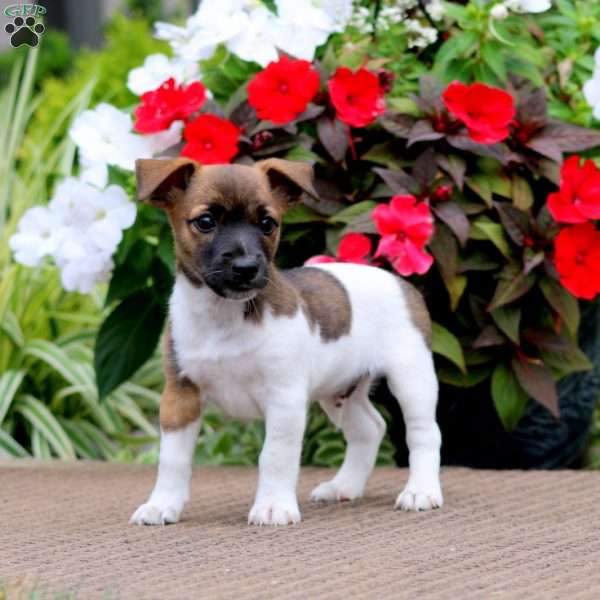 Bryce, Jack Russell Terrier Puppy