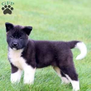 Bryce, Akita Puppy