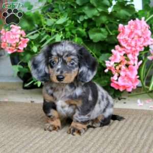 Bryce, Dachshund Puppy