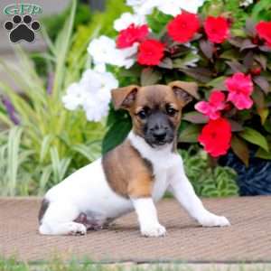 Bryce, Jack Russell Terrier Puppy