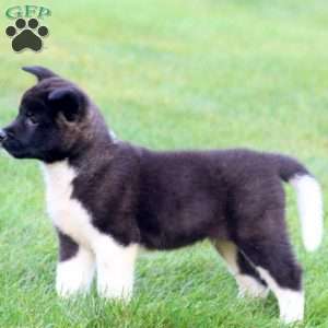 Bryce, Akita Puppy