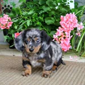 Bryce, Dachshund Puppy