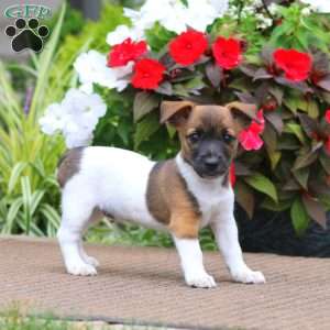 Bryce, Jack Russell Terrier Puppy