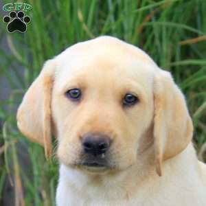 Brynn, Yellow Labrador Retriever Puppy