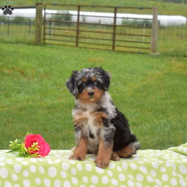 Bubbles, Mini Bernedoodle Puppy