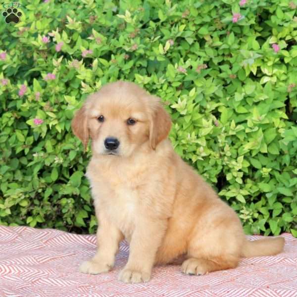 Bubbles, Golden Retriever Puppy