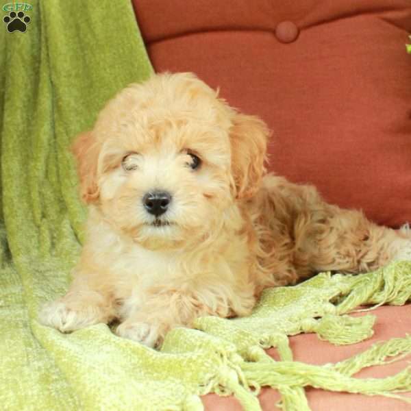 Bubbles, Havapoo Puppy