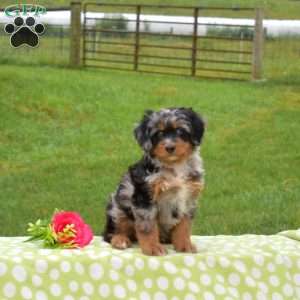 Bubbles, Mini Bernedoodle Puppy
