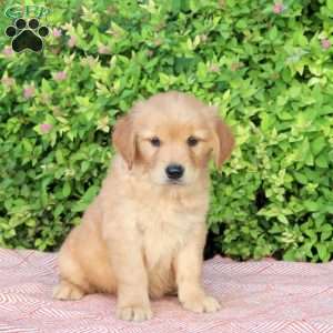 Bubbles, Golden Retriever Puppy
