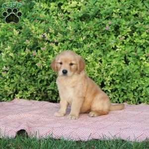 Bubbles, Golden Retriever Puppy