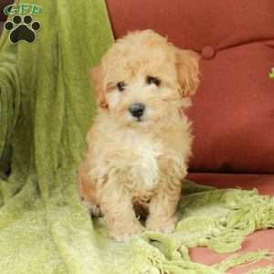 Bubbles, Havapoo Puppy