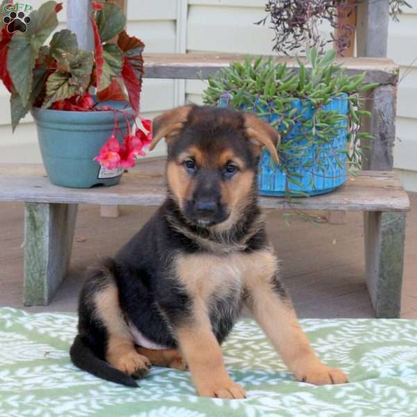 Buddy, German Shepherd Puppy