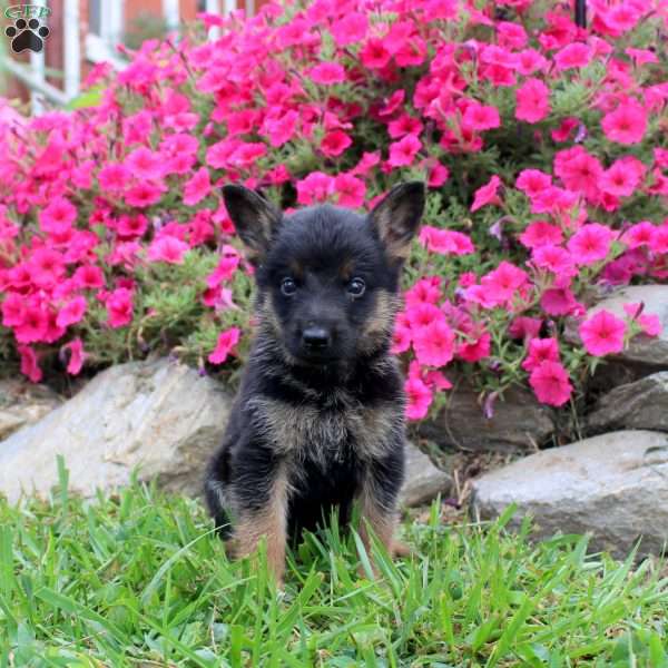 Buddy, German Shepherd Puppy