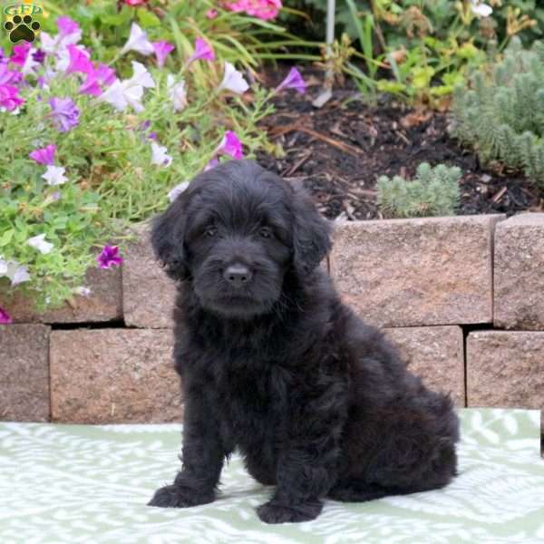 Buddy, Miniature Poodle Mix Puppy