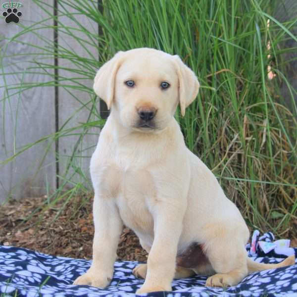 Buddy, Yellow Labrador Retriever Puppy