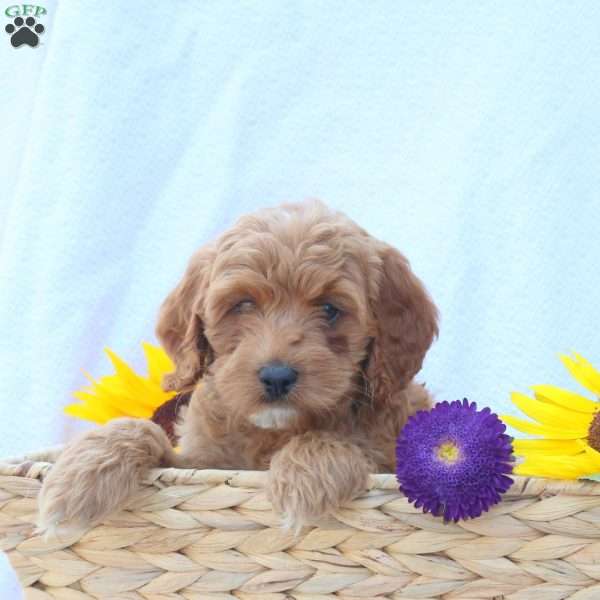 Buddy, Cavapoo Puppy