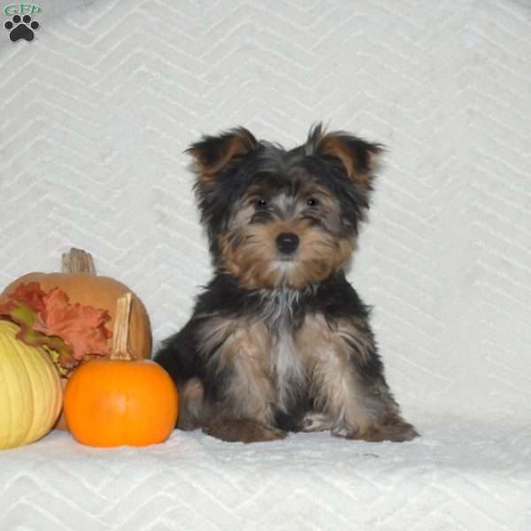 Buddy, Yorkie Puppy
