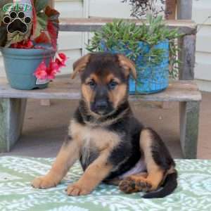 Buddy, German Shepherd Puppy