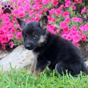 Buddy, German Shepherd Puppy
