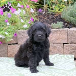 Buddy, Miniature Poodle Mix Puppy