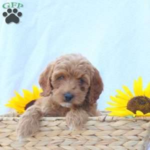 Buddy, Cavapoo Puppy