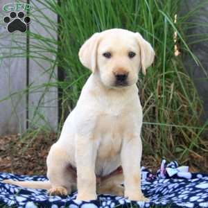 Buddy, Yellow Labrador Retriever Puppy