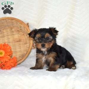 Buddy, Yorkie Puppy