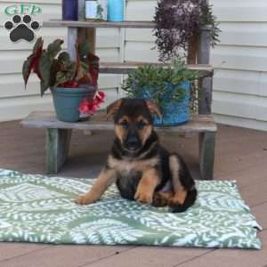 Buddy, German Shepherd Puppy