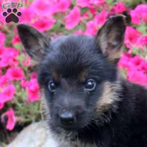 Buddy, German Shepherd Puppy