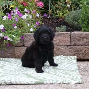 Buddy, Miniature Poodle Mix Puppy