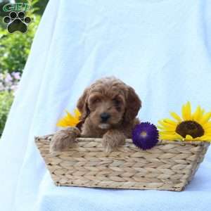 Buddy, Cavapoo Puppy