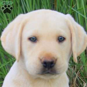 Buddy, Yellow Labrador Retriever Puppy
