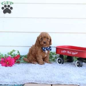Buddy, Cavapoo Puppy