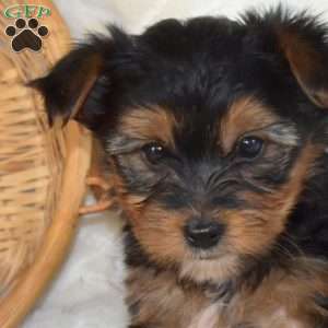 Buddy, Yorkie Puppy