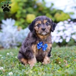 Buddy, Cavapoo Puppy