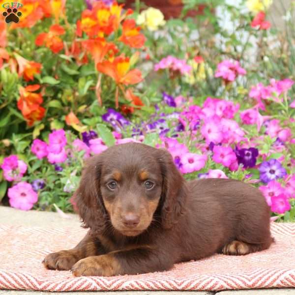 Bullseye-Mini, Dachshund Puppy